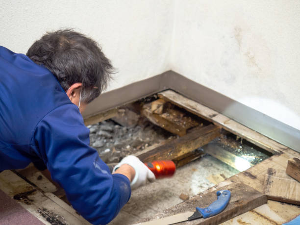 Certified Mold Removal in Southern Shores, NC