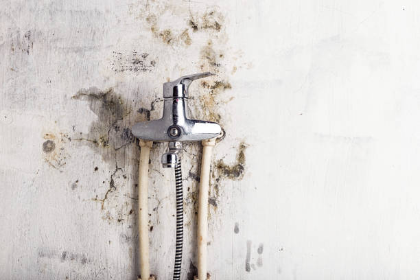 Best Mold Damage Repair  in Southern Shores, NC