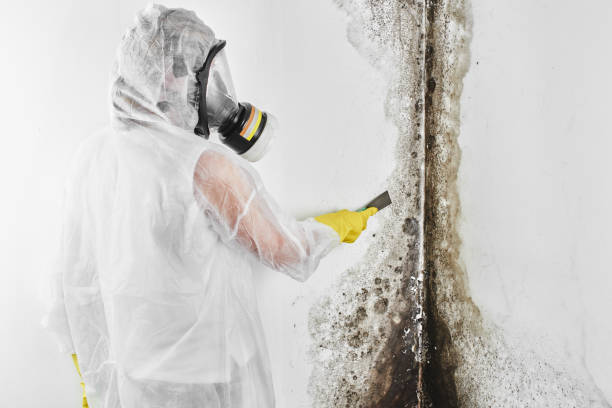 Best Attic Mold Removal  in Southern Shores, NC