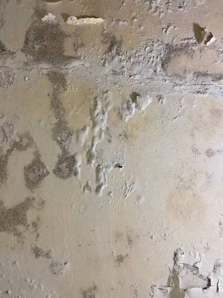 Best Commercial Mold Removal  in Southern Shores, NC