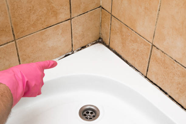 Best Professional Mold Removal  in Southern Shores, NC